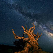 The Galaxy And Ancient Bristlecone Pine Art Print