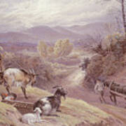 The Goat Herd, 19th Century Art Print