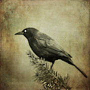 The Grackle Art Print