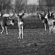 Squaring Off - Deer, Texas Panhandle Art Print