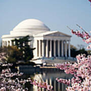 The Jefferson Memorial Framed By Cherry Art Print