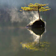 The Little Tree On Fairy Lake Art Print