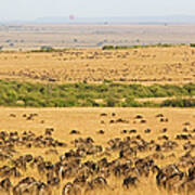 The Masai Mara Art Print