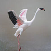 The Pink Lesser Flamingo Art Print