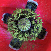 The Poppy And Pollen Art Print