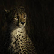 The Portrait Of A Cheetah Art Print