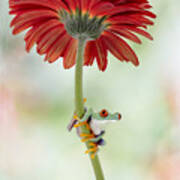 The Red Eye And The Gerber Daisy Art Print