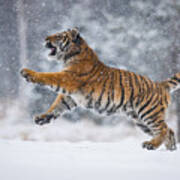 The Siberian Tiger, Panthera Tigris Tigris Art Print