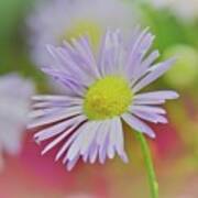 The Softness Of An Ox Eye Daisy Art Print