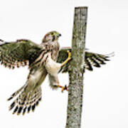 The Young Kestrel Climbing On A Wooden Fence Pole Art Print