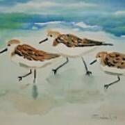 Three Birds At The Beach Art Print