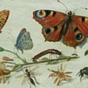 Three Butterflies Art Print