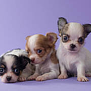 Three Chihuahua Puppies Art Print