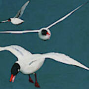 Three Flying Black Headed Seagulls Art Print
