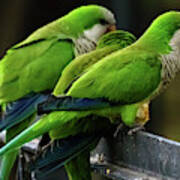 Three Monk Parakeets Perched On A Fence Art Print