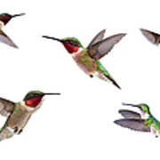 Three Ruby Throated Hummingbirds Art Print