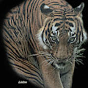 Tiger 6 Art Print