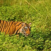 Tiger In Green Bushes Art Print