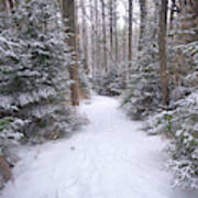 Trail Through The Snowy Forest Art Print