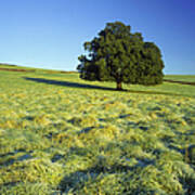 Tree And Frost Near Bath, England, Uk Art Print