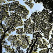 Tree Canopy Art Print