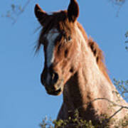 Tree Horse Art Print