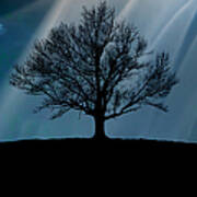 Tree Silhouette, Upstate New York Art Print