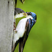 Tree Swallow Feeding Chick Art Print