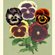 Tricolor Pansies Ii Art Print