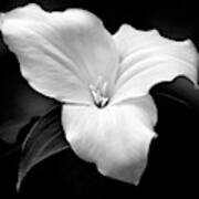 Trillium Flower Black And White Art Print