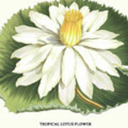 Tropical Lotus Flower Art Print