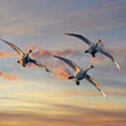 Trumpeter Swan Trio Flying, Magness Lake, Arkansas Art Print