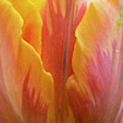 Tulip Prinses Irene Flower Close Up Art Print