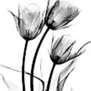 Tulip (tulipa Sp.) Flowers Art Print