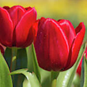 Tulips 12 #floral #tulip Art Print