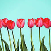 Tulips On Blue Art Print