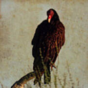 Turkey Vulture Vintage Art Print