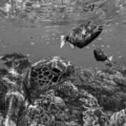 Turtle And Triggerfish Art Print