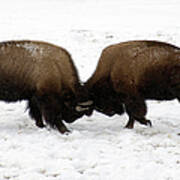 Two Bison Fighting Art Print