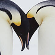 Two Emperor Penguins Aptenodytes Art Print