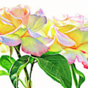 Two Peace Roses Art Print