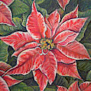 Variegated Poinsettia Art Print