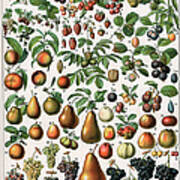 Varieties Of Fruit Art Print