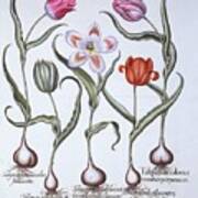 Varieties Of Tulip Art Print
