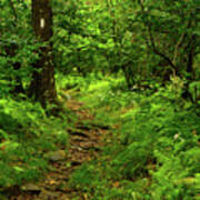 Vertical Shenandoah Np Green Art Print