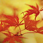 Vibrant Glimpses Of Autumn. Japanese Maple Leaves Art Print