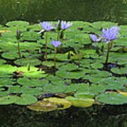 Water Lillies With Frogs Art Print