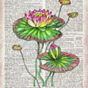 Water Lily Dictionary Page Watercolor Art Art Print