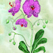 Watercolor Of Pink Moth Orchid Botanical Art Print