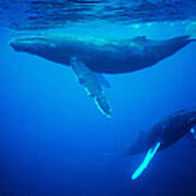 Whales Underwater Art Print